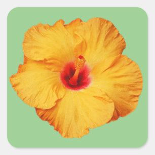 Pegatina Cuadrada Hermosa flor de hibisco naranja