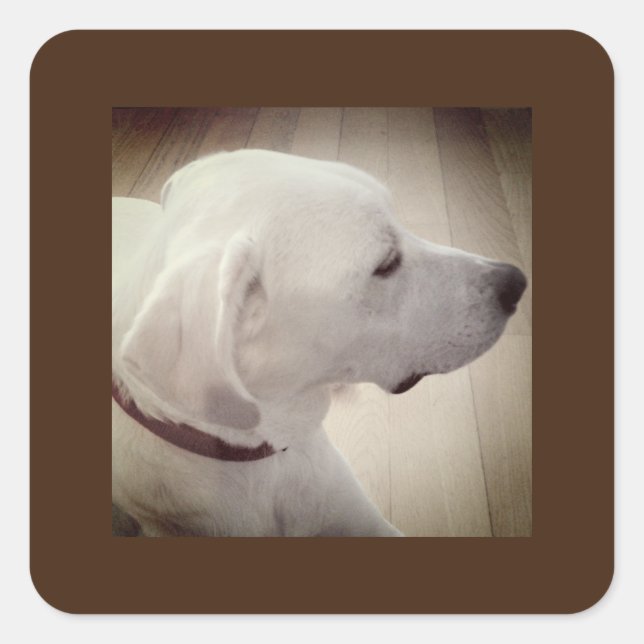 Pegatina Cuadrada Hermosa foto de perfil de perro (Anverso)