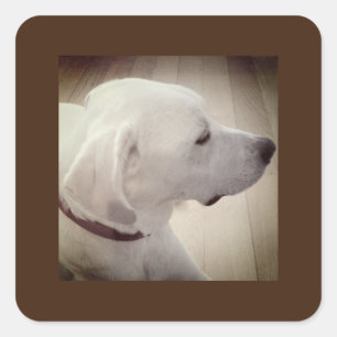 Pegatina Cuadrada Hermosa foto de perfil de perro