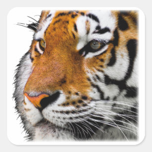 Pegatina Cuadrada Hermosa foto del rostro del tigre de Bengala