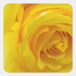 Pegatina Cuadrada hermosa fotografía de flor de rosa amarilla