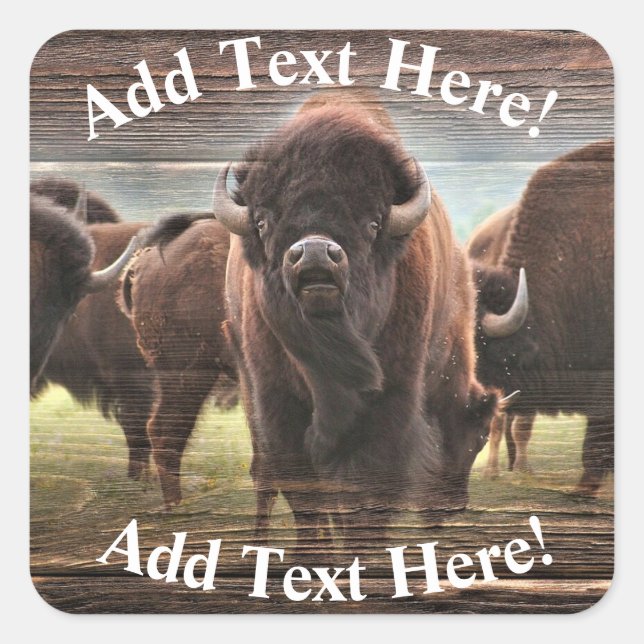 Pegatina Cuadrada Hermosa manada de búfalos (Anverso)