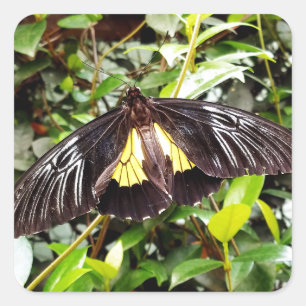 Pegatina Cuadrada hermosa mariposa amarilla negra fotografía