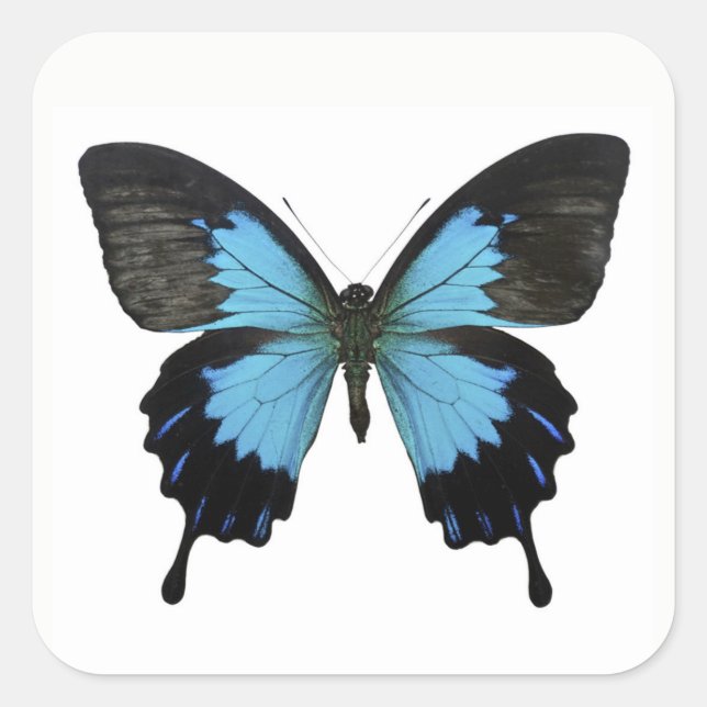 Pegatina Cuadrada Hermosa mariposa azul negra (Anverso)