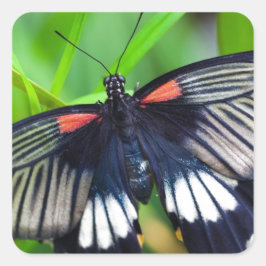 Pegatina Cuadrada Hermosa mariposa negra, blanca y roja