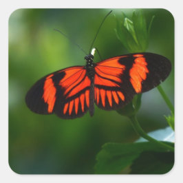 Pegatina Cuadrada Hermosa mariposa roja y negra
