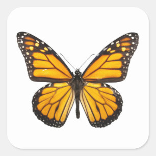Pegatina Cuadrada Hermosa monarca mariposa Naranja negro