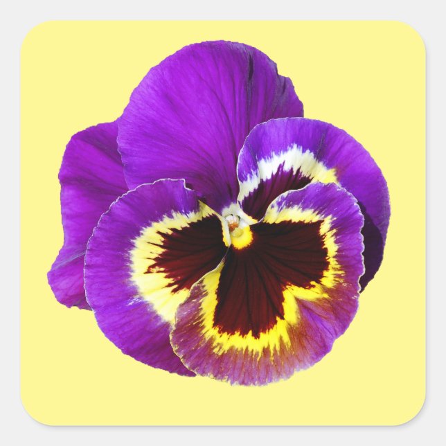 Pegatina Cuadrada Hermosa púrpura pana (Anverso)