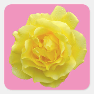 Pegatina Cuadrada Hermosa rosa amarilla