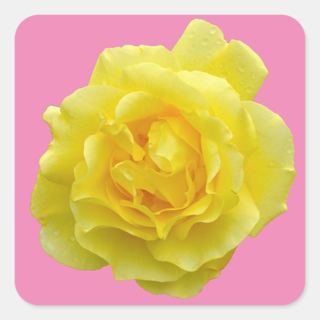 Pegatina Cuadrada Hermosa rosa amarilla (Anverso)