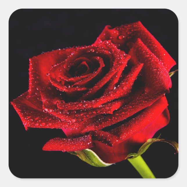 Pegatina Cuadrada Hermosa rosa roja (Anverso)