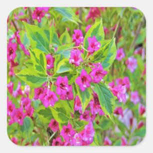 Pegatina Cuadrada Hermosa Weigela verde con flores de Crimson
