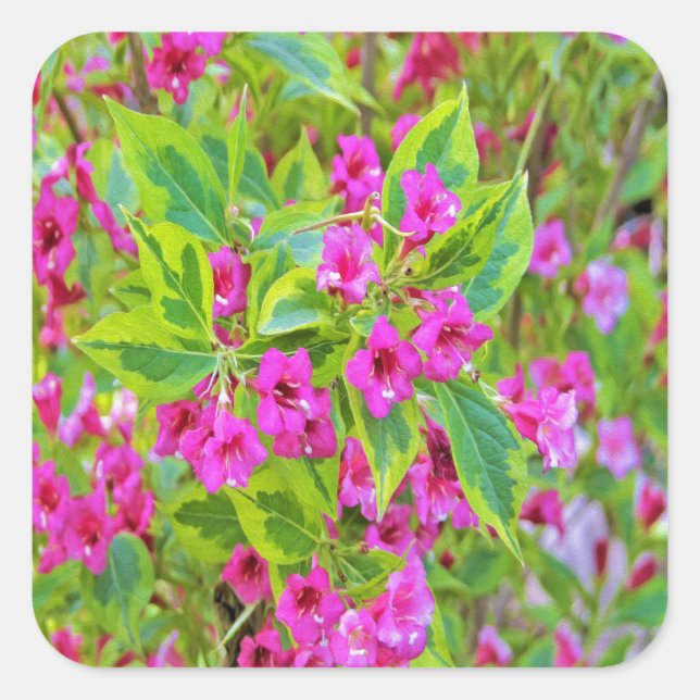Pegatina Cuadrada Hermosa Weigela verde con flores de Crimson (Anverso)