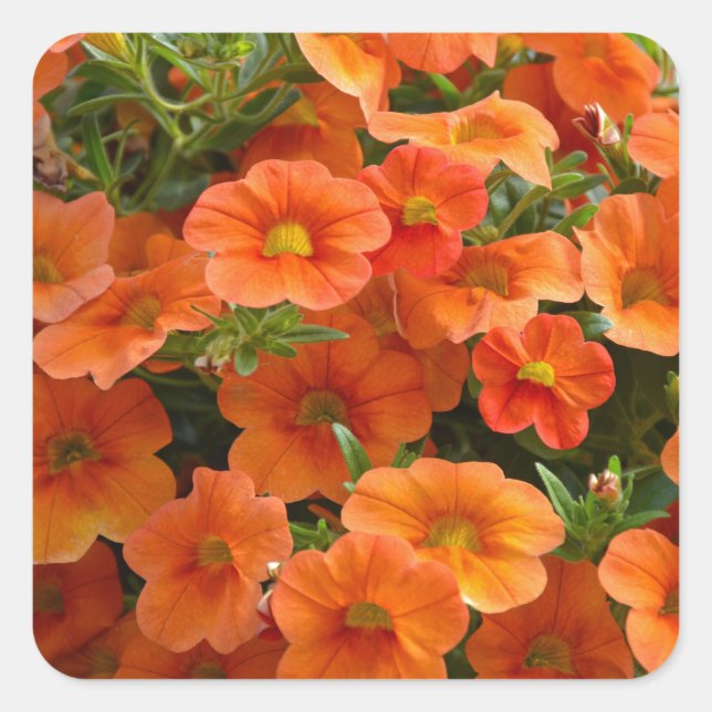 Pegatina Cuadrada Hermosas flores naranja petunia (Anverso)