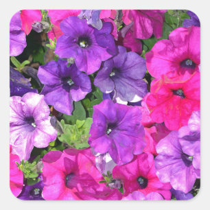 Pegatina Cuadrada Hermosas flores púrpuras de petunia