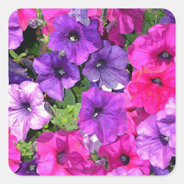 Pegatina Cuadrada Hermosas flores púrpuras de petunia (Anverso)