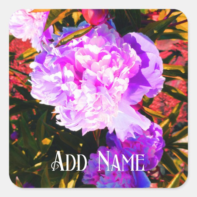 Pegatina Cuadrada Hermosas peonías rosadas (Anverso)