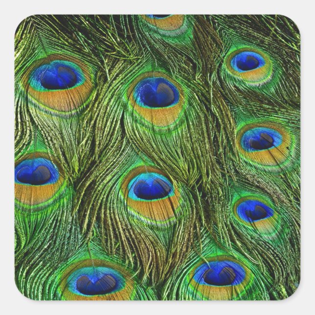Pegatina Cuadrada Hermosas plumas de pavo real (Anverso)