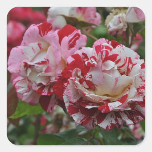 Pegatina Cuadrada Hermosas rosas onduladas rojas y blancas