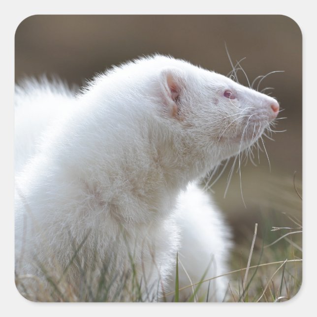 Pegatina Cuadrada Hermoso Albino Ferret (Anverso)