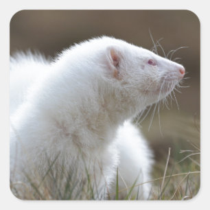 Pegatina Cuadrada Hermoso Albino Ferret