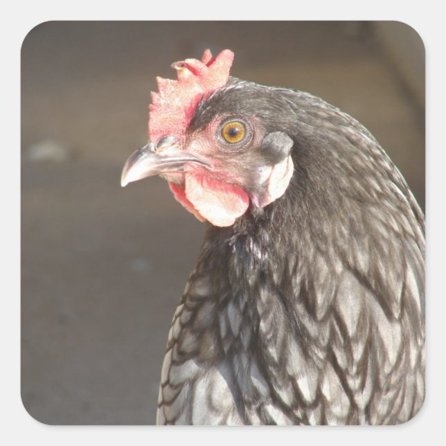 Pegatina Cuadrada Hermoso Blue Hen (Anverso)