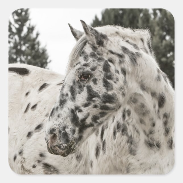 Pegatina Cuadrada Hermoso caballo Appaloosa blanco y negro (Anverso)