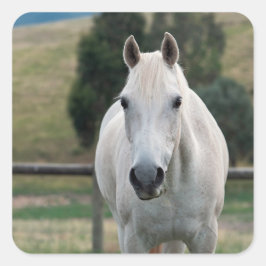 Pegatina Cuadrada Hermoso caballo blanco Appaloosa Foto