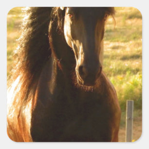 PEGATINA CUADRADA HERMOSO CABALLO DE FRIESIA