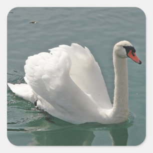Pegatina Cuadrada Hermoso cisne blanco