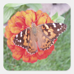 Pegatina Cuadrada Hermoso Conjunto de Stickers de Mariposa