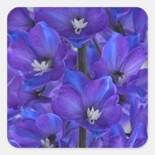 Pegatina Cuadrada Hermoso delfinio azul