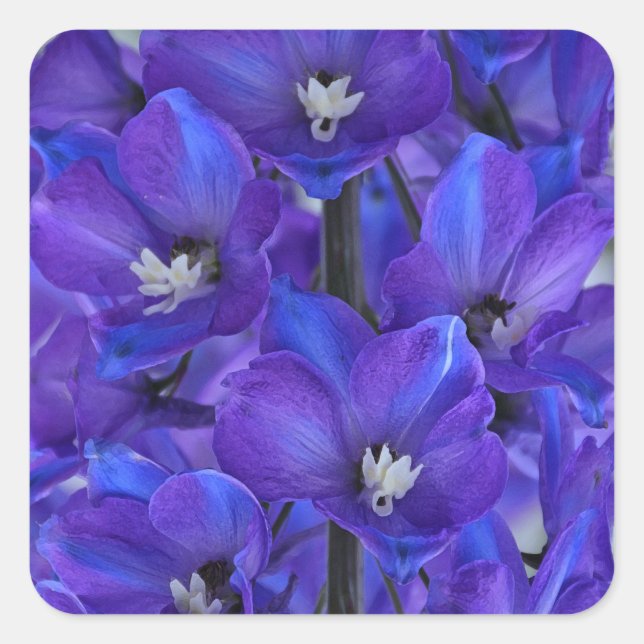 Pegatina Cuadrada Hermoso delfinio azul (Anverso)