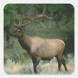 Pegatina Cuadrada Hermoso Elk