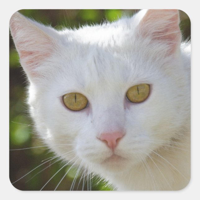Pegatina Cuadrada Hermoso gato blanco (Anverso)