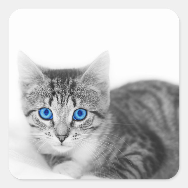 Pegatina Cuadrada Hermoso gato con ojos azules (Anverso)
