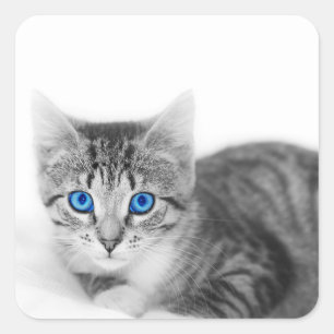 Pegatina Cuadrada Hermoso gato con ojos azules