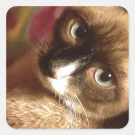 Pegatina Cuadrada Hermoso gato marrón