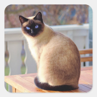 Pegatina Cuadrada Hermoso gato siamés con ojos azules