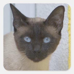 Pegatina Cuadrada Hermoso gato siamés de punto de foca