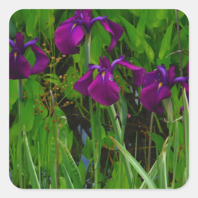 Pegatina Cuadrada Hermoso Iris Morado (Anverso)