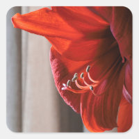 Hermoso León Rojo Amaryllis Flower Photo