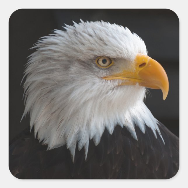 Pegatina Cuadrada Hermoso retrato de águila calva (Anverso)