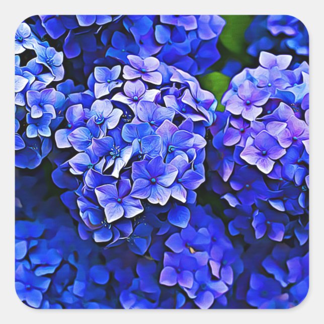 Pegatina Cuadrada Hermosos Pegatinas de las flores de Hydrangea azul (Anverso)