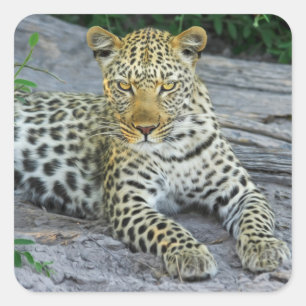 Pegatina Cuadrada hermosos pegatinas leopardo