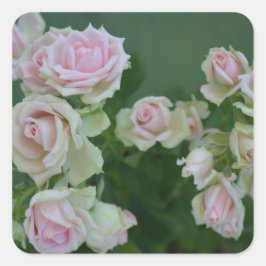 Pegatina Cuadrada Hermosos rosas de jardín rosa claro