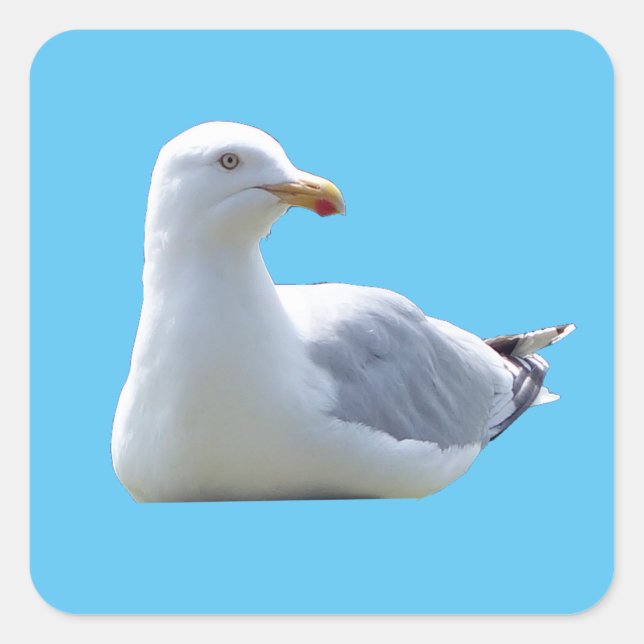 Pegatina Cuadrada Herring Gull Sunbathing (Anverso)