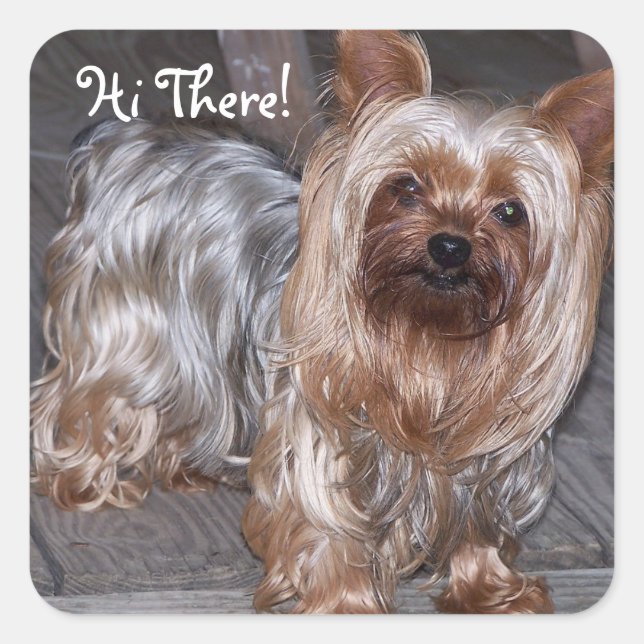 Pegatina Cuadrada Hi There Yorkshire Terrier (Anverso)