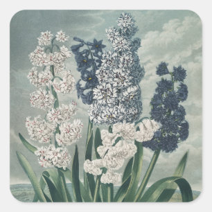 Pegatina Cuadrada Hiacintos (1807) - Exquisito vino