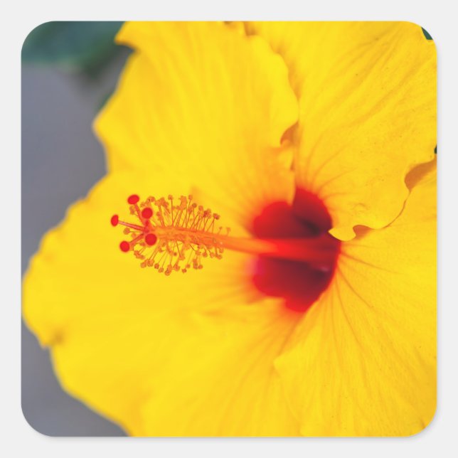 Pegatina Cuadrada Hibisco Amarillo en Primer Plano (Anverso)